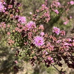 Kunzea parvifolia (Violet Kunzea) at Palerang, NSW - 5 Nov 2024 by IanBurns