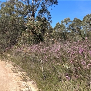 Kunzea parvifolia at Palerang, NSW - 6 Nov 2024 10:47 AM