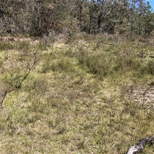 Kunzea parvifolia at Palerang, NSW - 6 Nov 2024