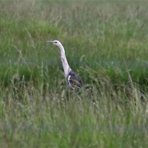 Ardea pacifica at Fyshwick, ACT - 5 Nov 2024