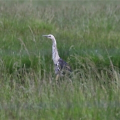 Ardea pacifica at Fyshwick, ACT - 5 Nov 2024