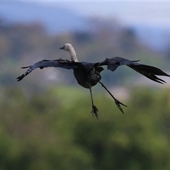 Ardea pacifica at Fyshwick, ACT - 5 Nov 2024