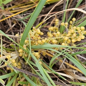 Lomandra filiformis subsp. coriacea at Belconnen, ACT - 5 Nov 2024 08:09 AM