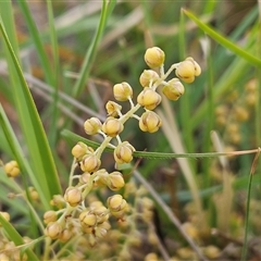 Lomandra filiformis subsp. coriacea at Belconnen, ACT - 5 Nov 2024