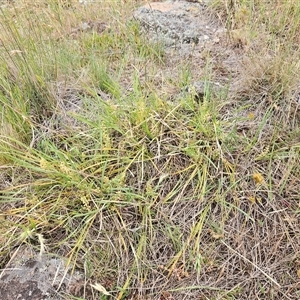 Lomandra filiformis subsp. coriacea at Belconnen, ACT - 5 Nov 2024 08:09 AM