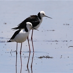 Himantopus leucocephalus (Pied Stilt) at Fyshwick, ACT - 5 Nov 2024 by RodDeb