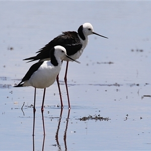 Himantopus leucocephalus at Fyshwick, ACT - 5 Nov 2024