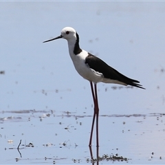 Himantopus leucocephalus at Fyshwick, ACT - 5 Nov 2024 01:13 PM