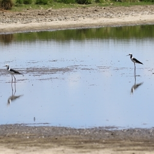 Himantopus leucocephalus at Fyshwick, ACT - 5 Nov 2024