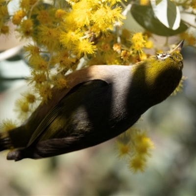 Zosterops lateralis (Silvereye) at Higgins, ACT - 29 Aug 2024 by AlisonMilton