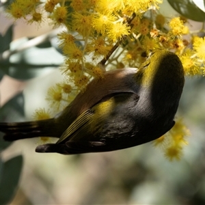 Zosterops lateralis at Higgins, ACT - 29 Aug 2024