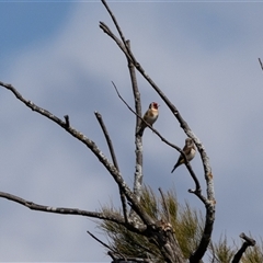 Carduelis carduelis (European Goldfinch) at Whitlam, ACT - 30 Aug 2024 by AlisonMilton