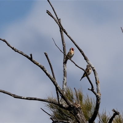 Carduelis carduelis (European Goldfinch) at Whitlam, ACT - 30 Aug 2024 by AlisonMilton