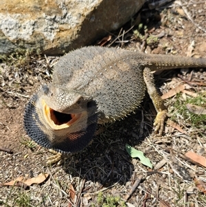 Pogona barbata at Tharwa, ACT - suppressed