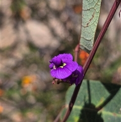 Hardenbergia violacea (False Sarsaparilla) at Tharwa, ACT - 6 Nov 2024 by FeralGhostbat