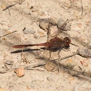 Diplacodes bipunctata at Bruce, ACT - 16 Oct 2024 12:10 PM