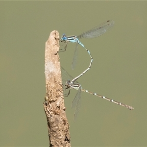 Austrolestes leda at Bruce, ACT - 16 Oct 2024 12:14 PM