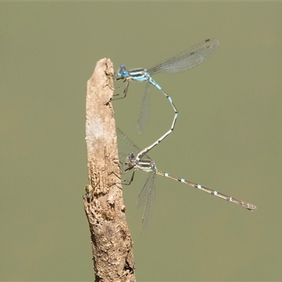 Austrolestes leda (Wandering Ringtail) at Bruce, ACT - 16 Oct 2024 by AlisonMilton