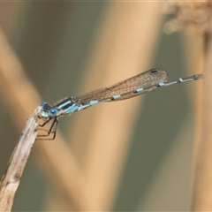 Austrolestes leda at Bruce, ACT - 16 Oct 2024 12:14 PM