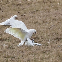 Cacatua sanguinea (Little Corella) at Greenway, ACT - 17 Jul 2024 by AlisonMilton