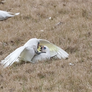 Cacatua sanguinea at Greenway, ACT - 17 Jul 2024 01:24 PM