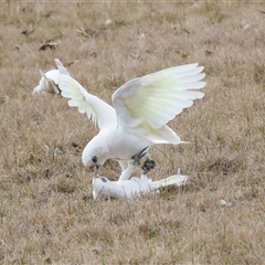 Cacatua sanguinea at Greenway, ACT - 17 Jul 2024 01:24 PM