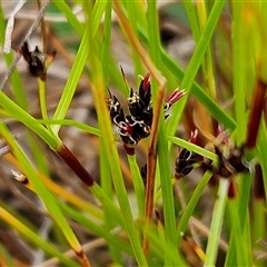 Schoenus apogon (Common Bog Sedge) at Whitlam, ACT - 4 Nov 2024 by sangio7