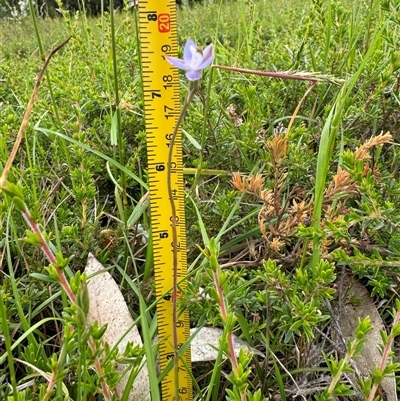 Thelymitra brevifolia (Short-leaf Sun Orchid) by Louisab