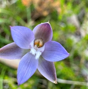 Thelymitra brevifolia at suppressed - 6 Nov 2024