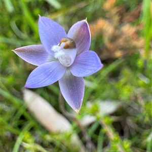 Thelymitra brevifolia at suppressed - 6 Nov 2024