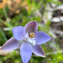 Thelymitra brevifolia at suppressed - 6 Nov 2024