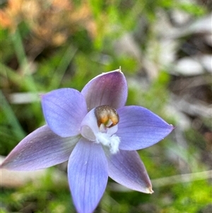 Thelymitra brevifolia at suppressed - suppressed