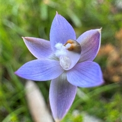 Thelymitra brevifolia at suppressed - suppressed