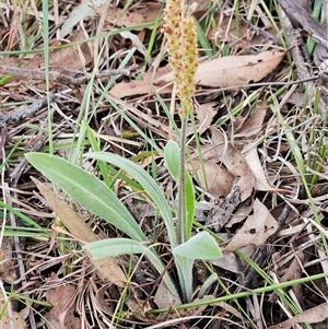 Plantago varia at Whitlam, ACT - 5 Nov 2024 08:44 AM