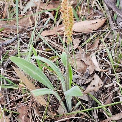 Plantago varia (Native Plaintain) at Whitlam, ACT - 5 Nov 2024 by sangio7