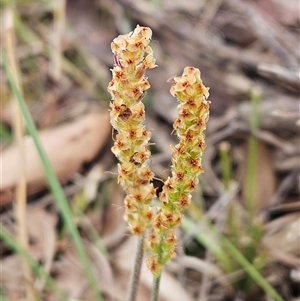 Plantago varia at Whitlam, ACT - 5 Nov 2024 08:44 AM