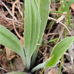 Plantago varia at Whitlam, ACT - 5 Nov 2024