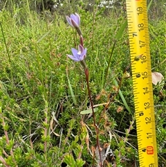 Unidentified Orchid at Yanakie, VIC - 6 Nov 2024 by Louisab