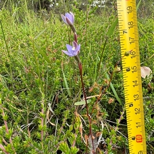 Thelymitra malvina at Yanakie, VIC - 6 Nov 2024