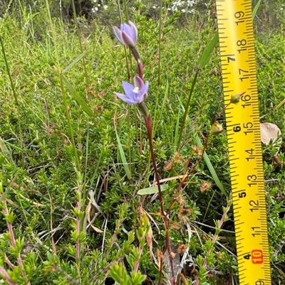 Unidentified Orchid at Yanakie, VIC - 6 Nov 2024 by Louisab