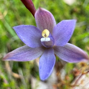 Thelymitra malvina at Yanakie, VIC - suppressed