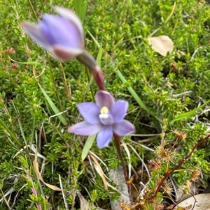 Thelymitra malvina at Yanakie, VIC - suppressed