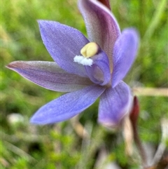 Thelymitra malvina at Yanakie, VIC - suppressed
