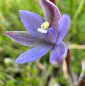 Thelymitra malvina at Yanakie, VIC - suppressed