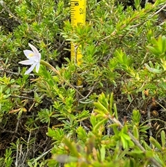 Thelymitra (Genus) (Sun Orchid) at Yanakie, VIC - 6 Nov 2024 by Louisab