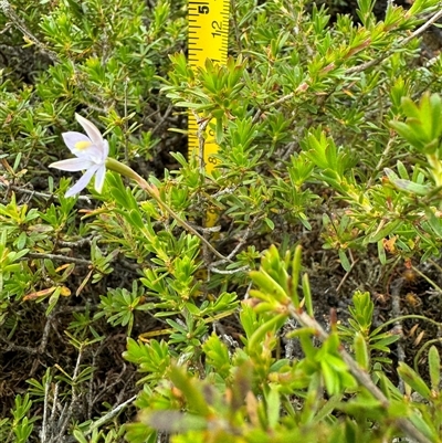 Thelymitra (Genus) (Sun Orchid) at Yanakie, VIC - 6 Nov 2024 by Louisab