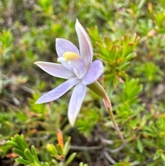 Thelymitra sp. at Yanakie, VIC - suppressed