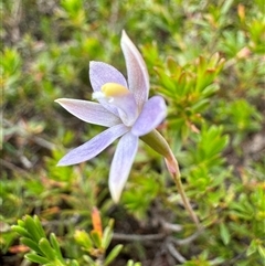 Thelymitra (genus) at Yanakie, VIC - suppressed