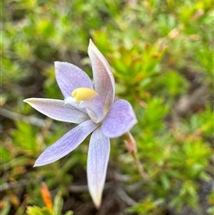 Thelymitra sp. at Yanakie, VIC - suppressed