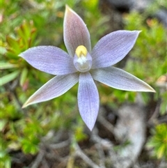 Thelymitra sp. at Yanakie, VIC - suppressed